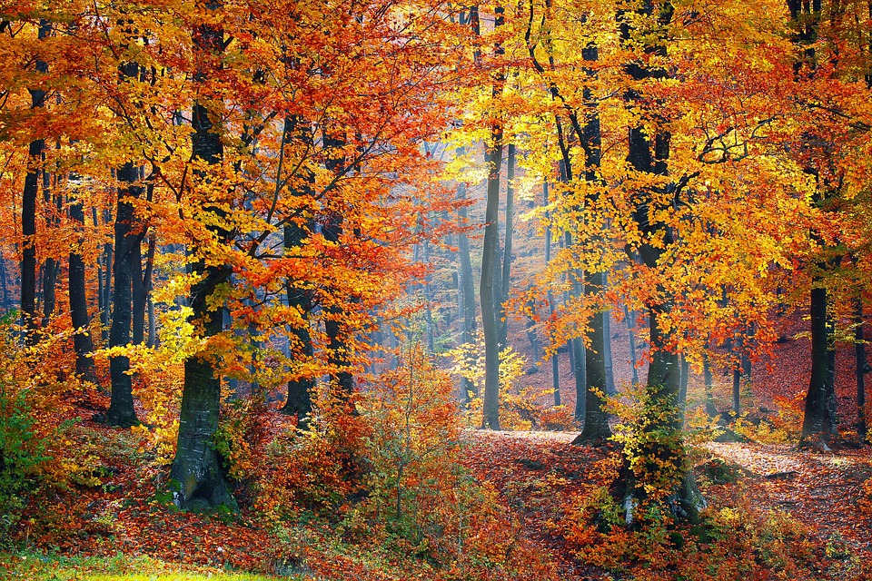 automne